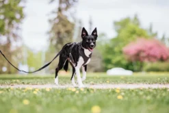 Visibility Harness Dark XS
