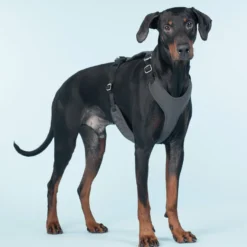 Visibility Harness Pink