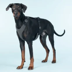 Visibility Harness Pink