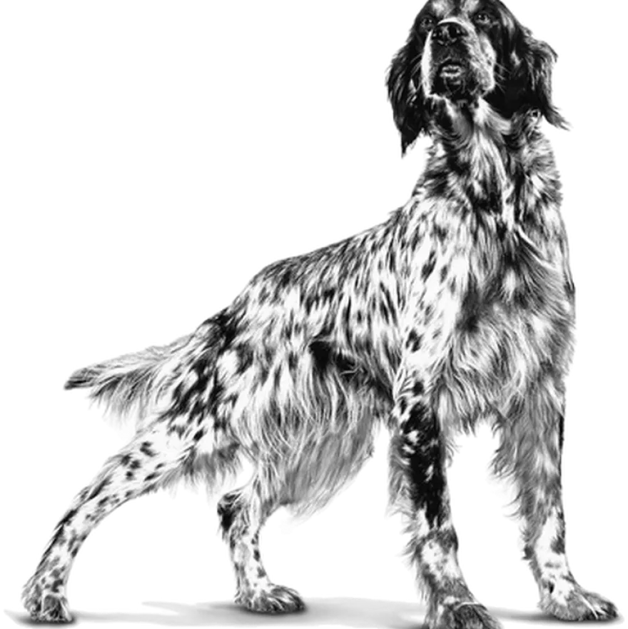 Weight Management Satiety Tørrfôr for hunder 1,5 kg