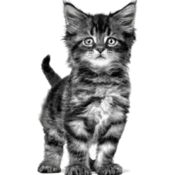 Wet Cat Gastro Intestinal Kattunge Mousse Boks 195 g